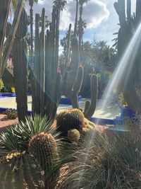 Cactus growing in park against sky