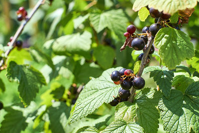 Close-up of berries growing on tree