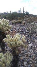 Cactus growing in desert against sky