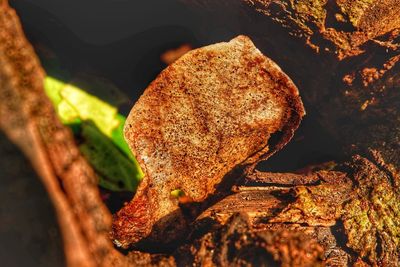 High angle view of bread on leaves