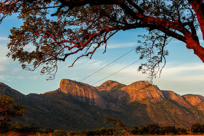 Tree with mountain in background