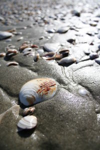 Seashell on beach