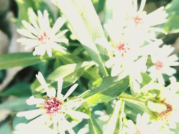 Close-up of insect on flower blooming outdoors