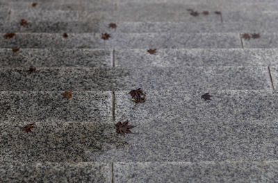 High angle view of ants on dry leaf