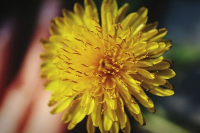 Close-up of yellow flowering plant