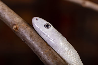 Close-up of lizard