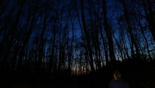 Low angle view of trees at night