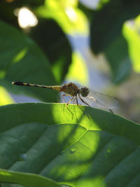 Close-up of insect on leaf
