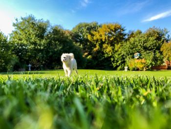 View of a dog on field