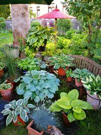 Potted plants in yard