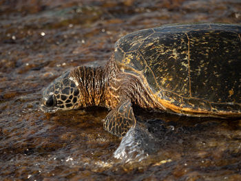 Close-up of turtle in the sea