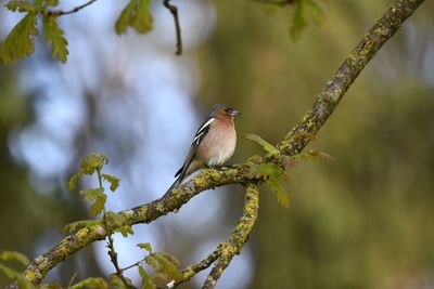 Close-up of bird perching on branch