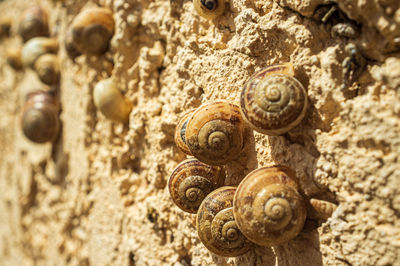 Close-up of snail