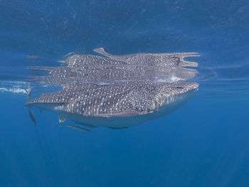 Fish swimming in sea