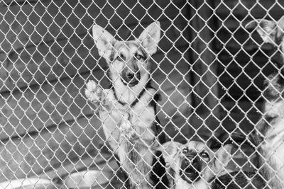 Portrait of dog seen through fence