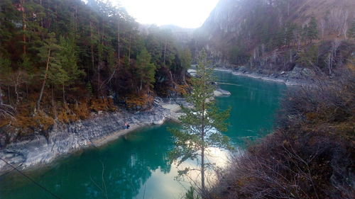 Scenic view of lake in forest