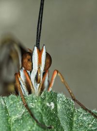 Close-up of insect