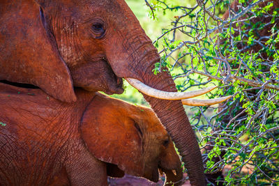 Close-up of elephant