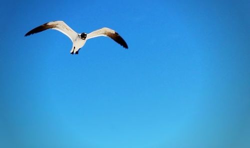 Low angle view of seagull flying against clear sky