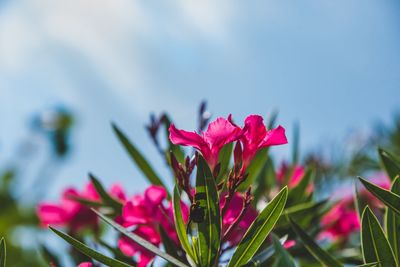 Close-up of pink flowering plant