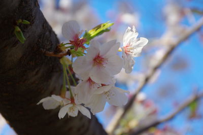 Close-up of cherry blossoms in spring