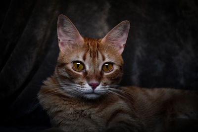 Close-up portrait of cat on floor