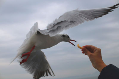 Low angle view of seagull flying against sky