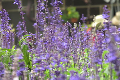 Close-up of purple flowering plants on field