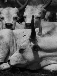 Close-up of cow relaxing outdoors