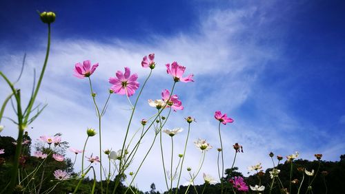 Low angle view of pink flowering plants against sky