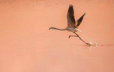 Flamingo taking off