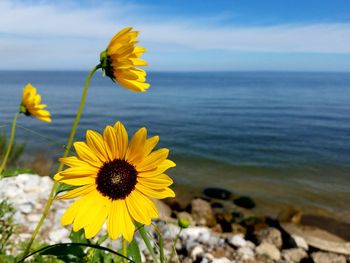 Close-up of sunflowers growing at lake michigan against sky