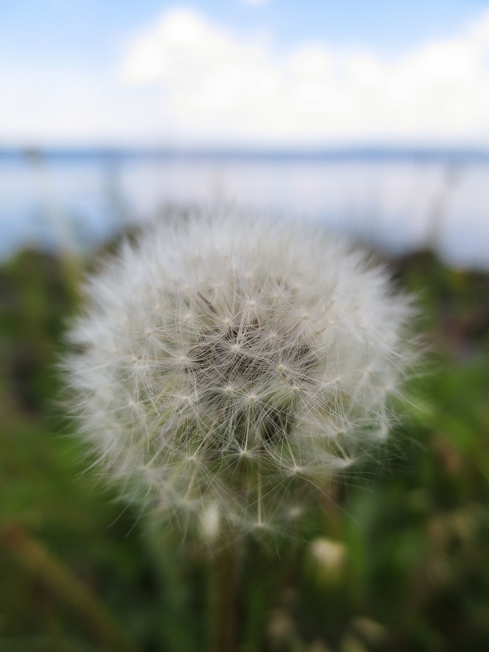 flower, dandelion, fragility, flower head, freshness, close-up, focus on foreground, growth, beauty in nature, single flower, nature, softness, wildflower, stem, white color, plant, sky, uncultivated, day, outdoors