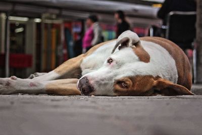 Close-up of a dog sleeping