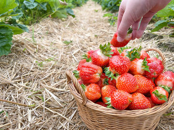 A person holding a fruit, strawberry. humans hand holding a strawberry.