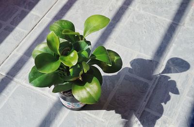 High angle view of plant