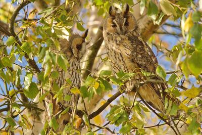 Close-up of owls perching on tree branch