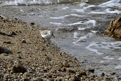 High angle view of bird on beach