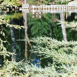 Birds in lake