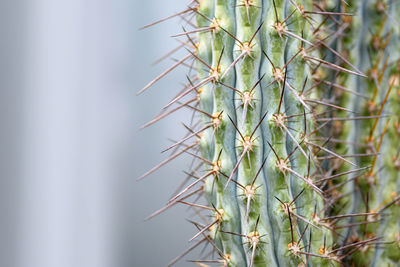 Close-up of cactus plant