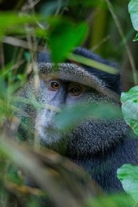 Close-up portrait of an animal