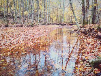 River in forest