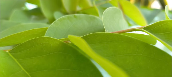 Close-up of green leaves