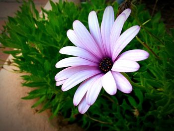 Close-up of purple flowers blooming outdoors