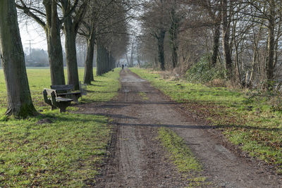 Dirt road amidst trees