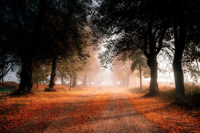 Trees in forest during autumn