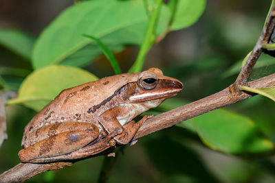 Frog on a tree branch