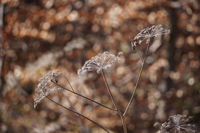 Close-up of dried plant on field