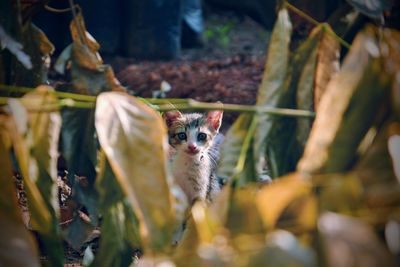 Portrait of a kitten looking at camera