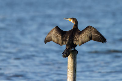 Cormorant drying its plumage sitting on a pole